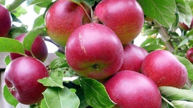 Самые лучшие сорта яблонь для средней полосы