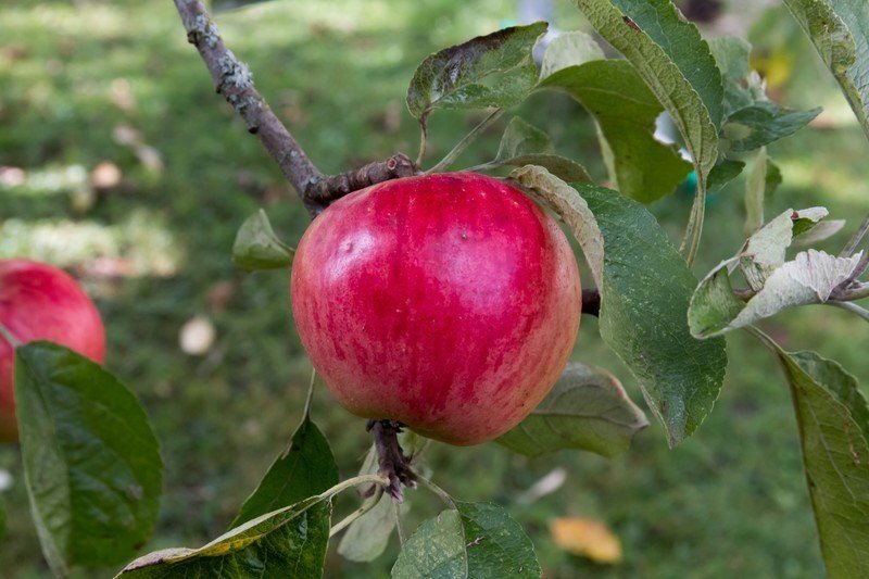 Сорт яблони пирос