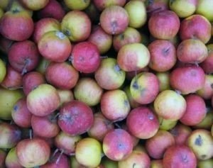 Яблоки айдаред малиновый