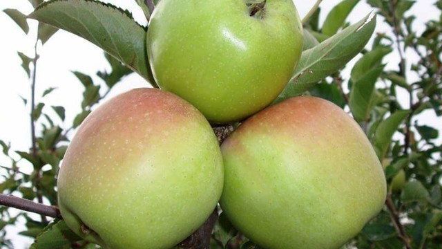 Сорт яблок Семеренко — и вкусно, и полезно