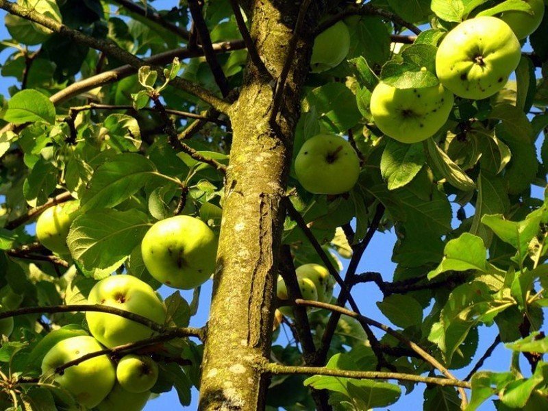 Антоновка яблоня гренни смит
