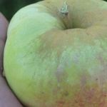 Сорт яблони Богатырь: характеристика и особенности выращивания