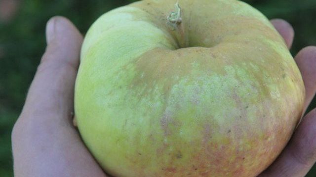Сорт яблони Богатырь: характеристика и особенности выращивания