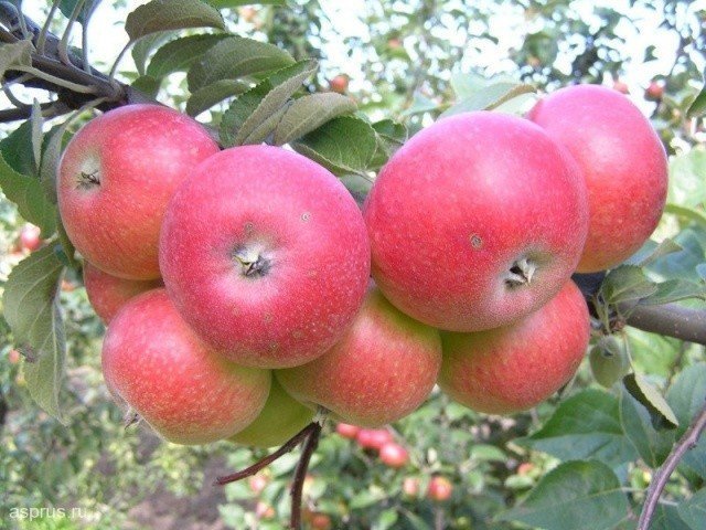 Яблоня марат бусурин