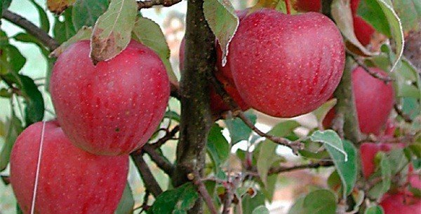 Яблоня сорт брусничное