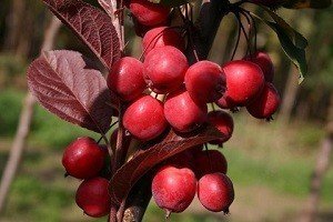 Декоративная яблоня с красными листьями
