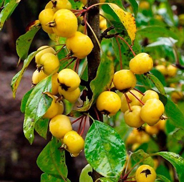 Декоративная яблоня с желтыми плодами