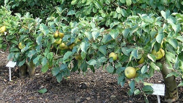 Яблоня стелющаяся для начинающих садоводов
