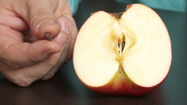 Как вырастить яблоню из семечка в домашних условиях