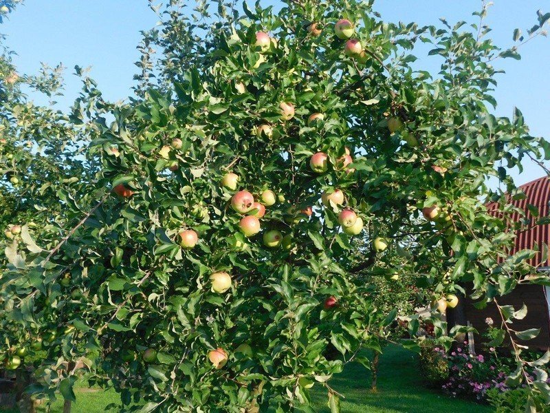 Сады россии яблоня карликовые яблони