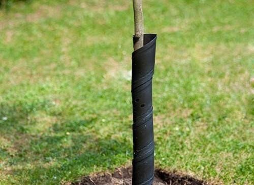 How to protect trees