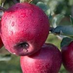 Выращивание яблони память Ульянищева
