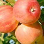 Яблоки сорта Апорт — описание, особенности, уход