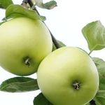 Яблони для Вологодской области, лучшие сорта