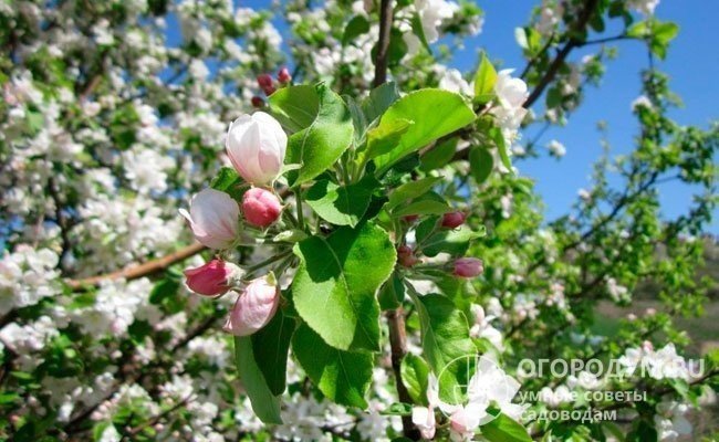 Цветение яблоня мартовское