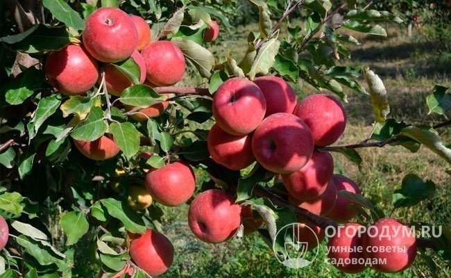 Сорт яблок алматинский апорт
