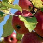 Яблоня Белорусское сладкое: характеристики сорта и 10 рекомендаций по правильному выращиванию