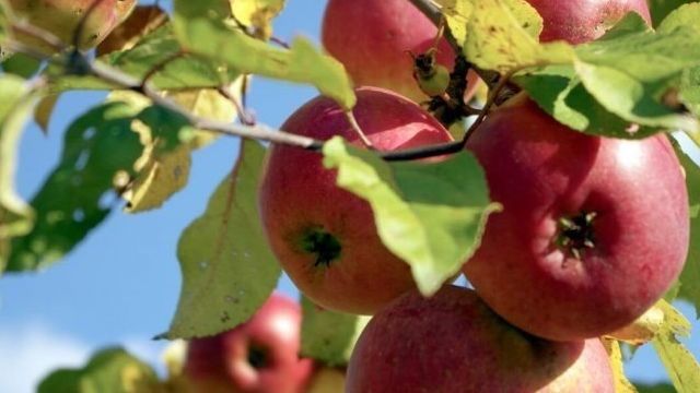 Яблоня Белорусское сладкое: характеристики сорта и 10 рекомендаций по правильному выращиванию
