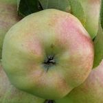 Яблоня Богатырь — крупный и высокоурожайный сорт!