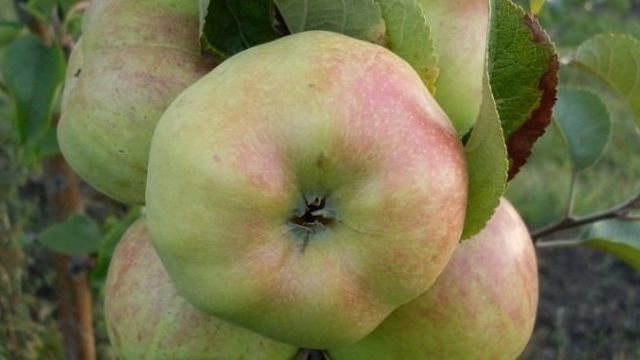 Яблоня Богатырь — крупный и высокоурожайный сорт!