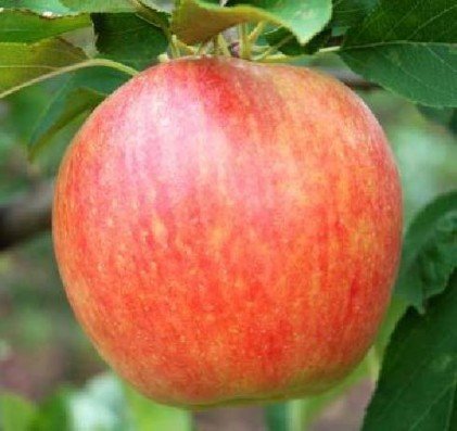 Сорт яблок коричное полосатое