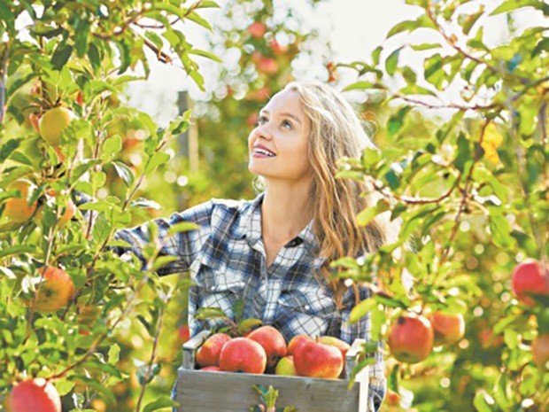 Женщина собирает яблоки