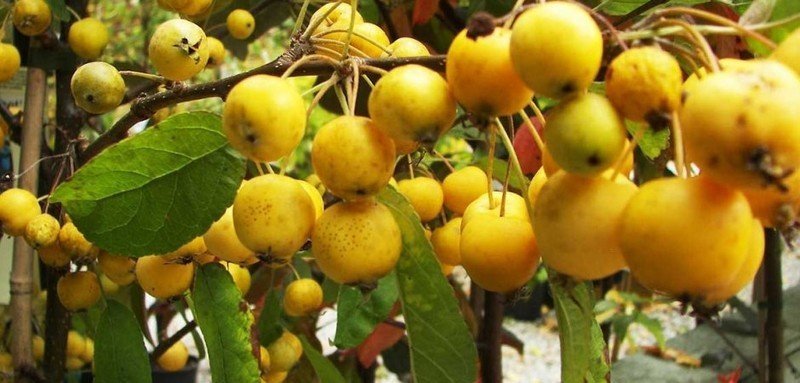 Декоративная яблоня с желтыми плодами