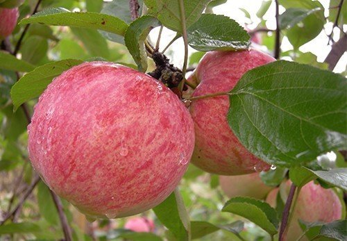 Коричное полосатое яблоня