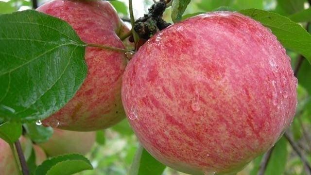 О яблоне коричной полосатой: описание и характеристики сорта, посадка и уход