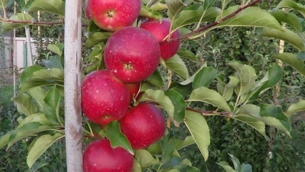 Яблоня рубиновые дуки