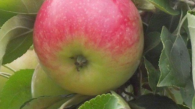 О яблоне Мельба: описание сорта, характеристики, агротехника, выращивание