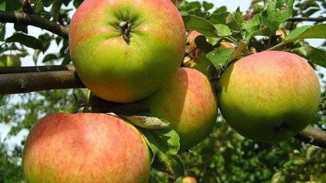 О яблоне Орловим: описание и характеристики сорта, посадка и уход