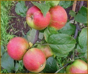 Сорт яблони орловское полосатое внииспк