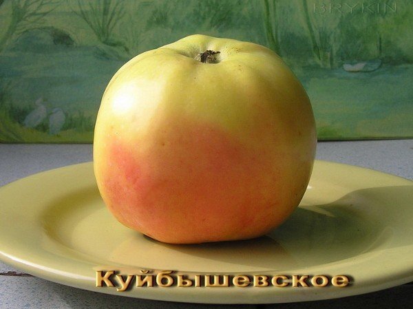 Сорт яблок куйбышевское