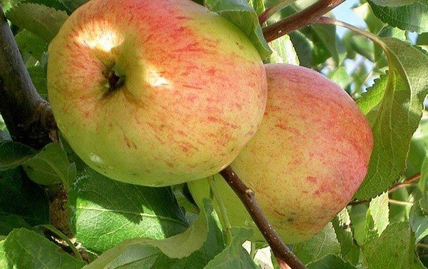 Сорта яблони румянка свердловская