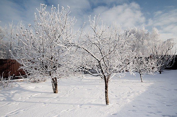 Яблоня сибирская зимой