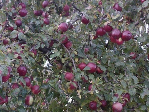 Сорт яблони белорусское малиновое