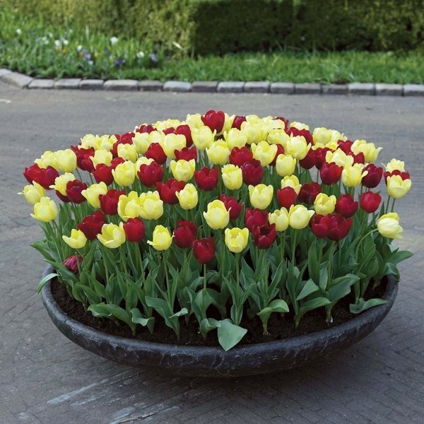 Необычные тюльпаны на клумбе