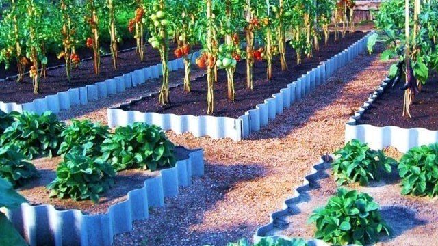 Как правильно посадить огород