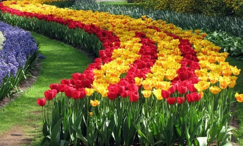 Голландия ландшафт тюльпаны