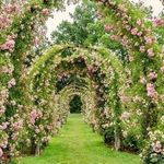 Изысканная садовая арка для роз своими руками