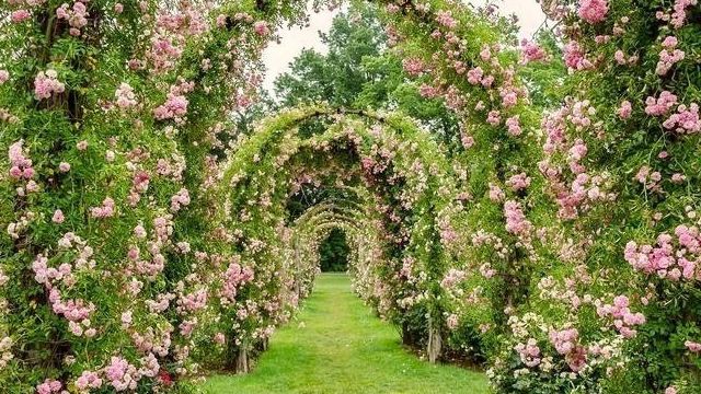 Изысканная садовая арка для роз своими руками