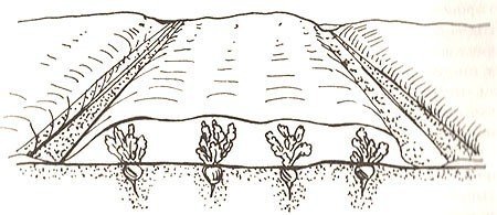 Схема посадки лука порея