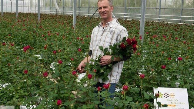 Выращивание цветов в теплице как бизнес — как добиться максимальной рентабельности?
