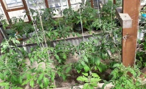 Подвязать помидоры в теплице из поликарбоната
