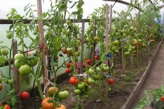 Подвязать помидоры в теплице
