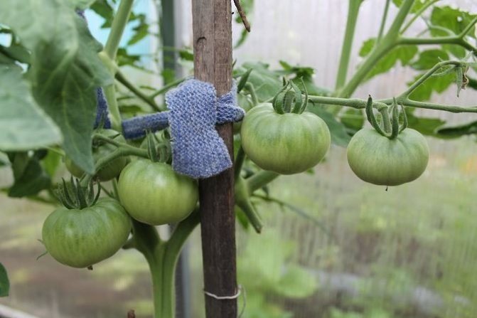 Подвязка плодов томатов в теплице