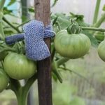 Как подвязывать помидоры в теплице из поликарбоната