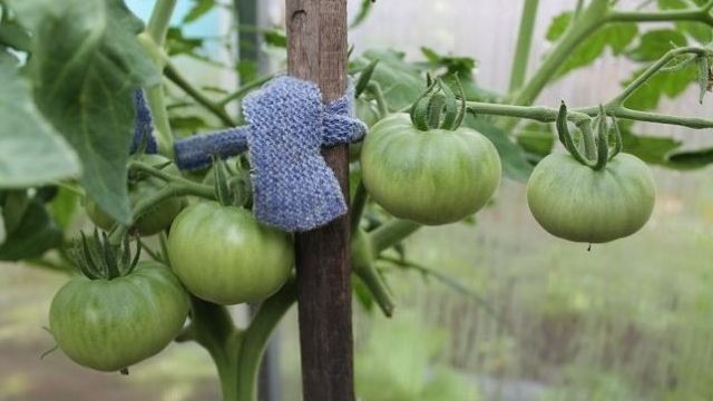 Как подвязать помидоры в теплице — пошаговая инструкция, выбор материалов и обзор приспособлений с фото и видео