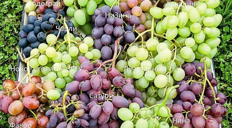 Разные сорта винограда